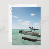 Twee zeemijlen op een dode boom die eruit kleeft briefkaart (Voorkant / Achterkant)