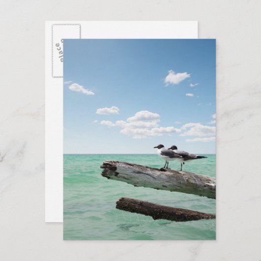 Twee zeemijlen op een dode boom die eruit kleeft briefkaart (Voorkant / Achterkant)