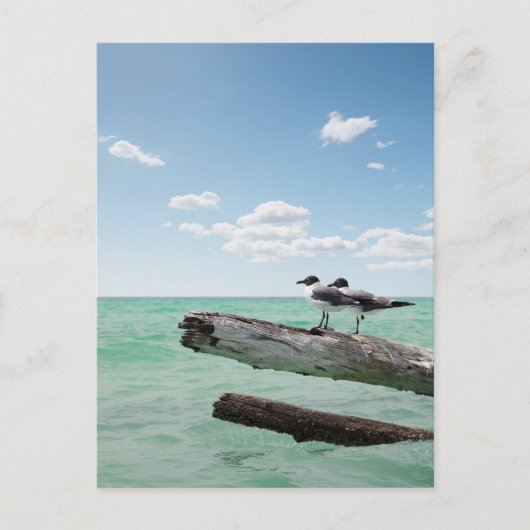 Twee zeemijlen op een dode boom die eruit kleeft briefkaart (Voorkant)