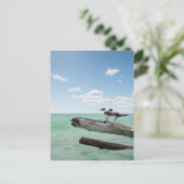 Twee zeemijlen op een dode boom die eruit kleeft briefkaart (Staand voorkant)