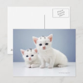 Twee zeer jonge witte kittens zijn nieuwsgierig briefkaart (Voorkant / Achterkant)