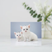 Twee zeer jonge witte kittens zijn nieuwsgierig briefkaart (Staand voorkant)