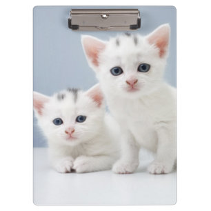 Twee zeer jonge witte kittens zijn nieuwsgierig klembord