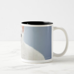 Twee zeer jonge witte kittens zijn nieuwsgierig tweekleurige koffiemok