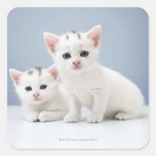 Twee zeer jonge witte kittens zijn nieuwsgierig vierkante sticker