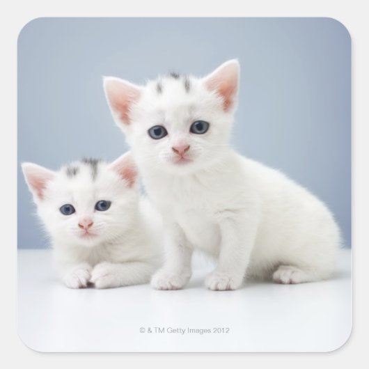 Twee zeer jonge witte kittens zijn nieuwsgierig vierkante sticker (Voorkant)