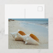 Twee zeeschelpen op Sandy Beach Briefkaart (Voorkant / Achterkant)