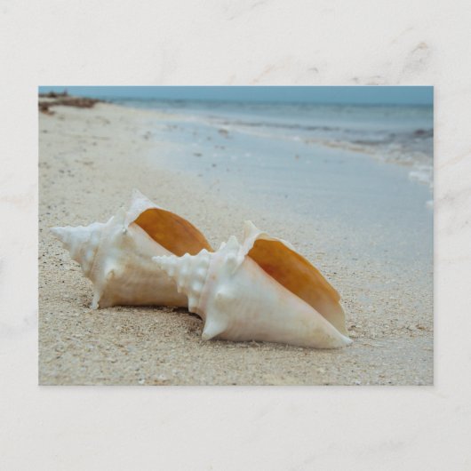 Twee zeeschelpen op Sandy Beach Briefkaart (Voorkant)