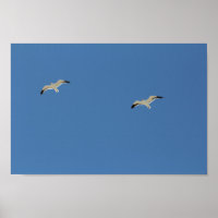 Twee zeevogels vliegen een blauwe hemel