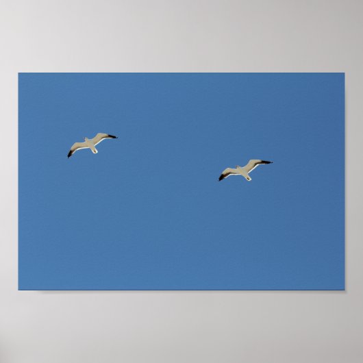 Twee zeevogels vliegen een blauwe hemel poster (Voorkant)