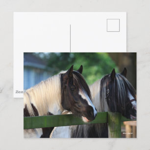 Twee zigeunerpaarden die over hek kijken briefkaart