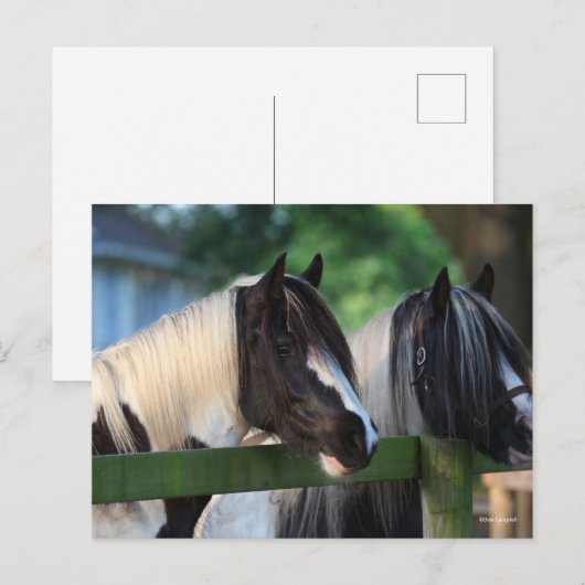 Twee zigeunerpaarden die over hek kijken briefkaart (Voorkant / Achterkant)