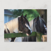 Twee zigeunerpaarden die over hek kijken briefkaart (Voorkant)