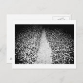 twee zijden van cacao briefkaart (Voorkant / Achterkant)