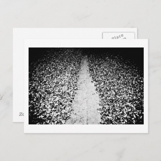 twee zijden van cacao briefkaart (Voorkant / Achterkant)