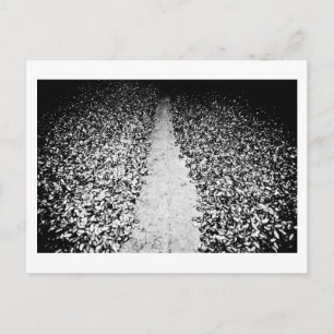 twee zijden van cacao briefkaart