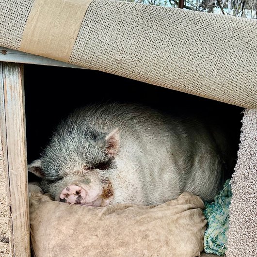 Twee zijden van een Polair Beer Koffiemok