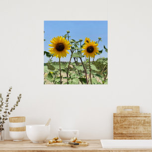 Twee Zonnebloemen blauwe lucht Poster