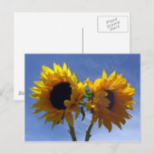 Twee Zonnebloemen Briefkaarten (Voorkant / Achterkant)