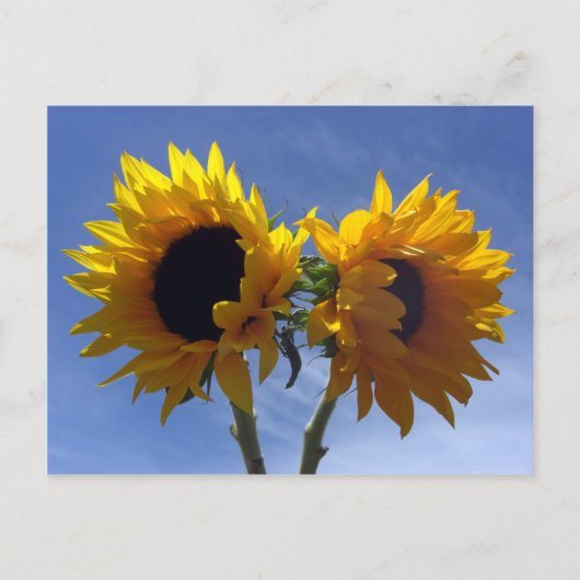 Twee Zonnebloemen Briefkaarten (Voorkant)