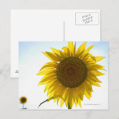 Twee zonnebloemen in veld, Toscane, Italië Briefkaart (Voorkant / Achterkant)