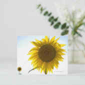 Twee zonnebloemen in veld, Toscane, Italië Briefkaart (Staand voorkant)