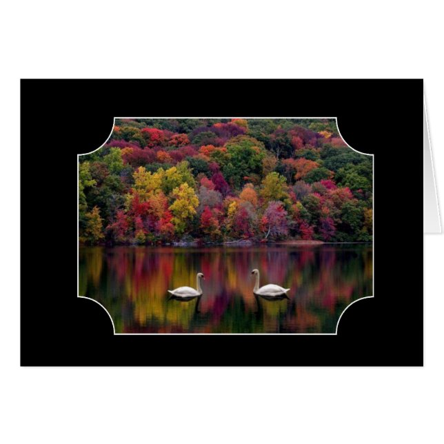 Twee zwanen (Voorkant Horizontaal)