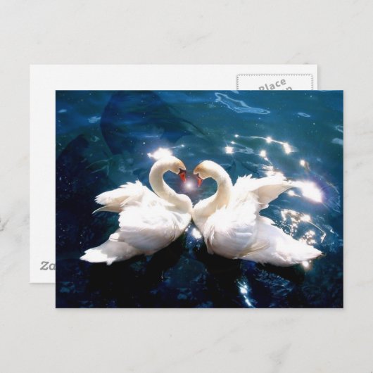 Twee zwanen briefkaart (Voorkant / Achterkant)