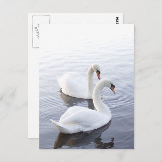 Twee zwanen briefkaart (Voorkant / Achterkant)