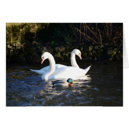 Twee zwanen en een eend