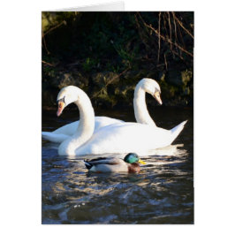 Twee zwanen en een eend