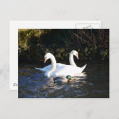 Twee zwanen en een eend briefkaart (Voorkant / Achterkant)