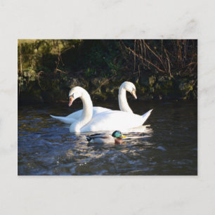 Twee zwanen en een eend briefkaart