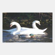 Twee zwanen en een eend