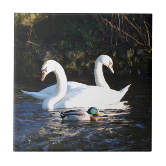 Twee zwanen en een eend tegeltje (Voorkant)