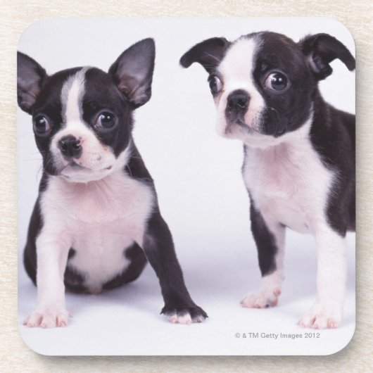 Twee zwarte en witte puppies bier onderzetter (Voorkant)