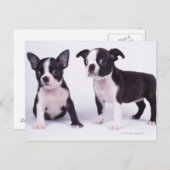 Twee zwarte en witte puppies briefkaart (Voorkant / Achterkant)