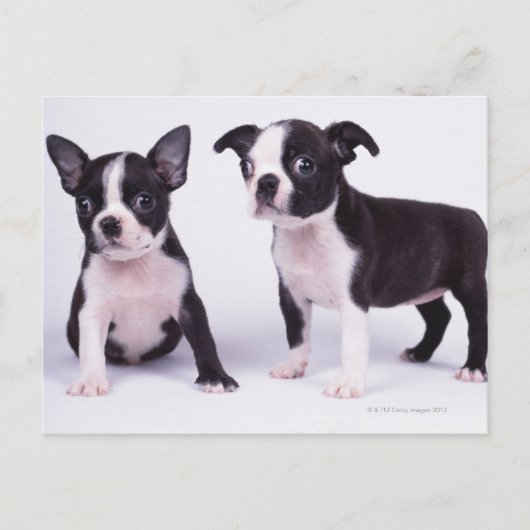 Twee zwarte en witte puppies briefkaart (Voorkant)