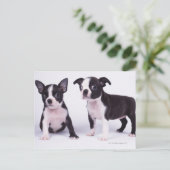 Twee zwarte en witte puppies briefkaart (Staand voorkant)