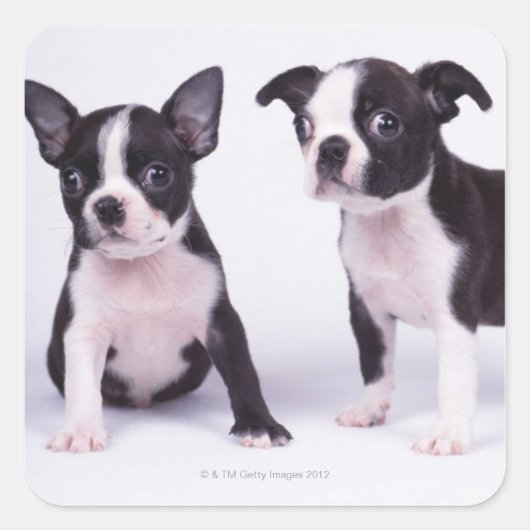 Twee zwarte en witte puppies vierkante sticker (Voorkant)