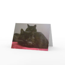 Twee zwarte katten Wenskaart