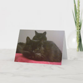Twee zwarte katten Wenskaart Kaart