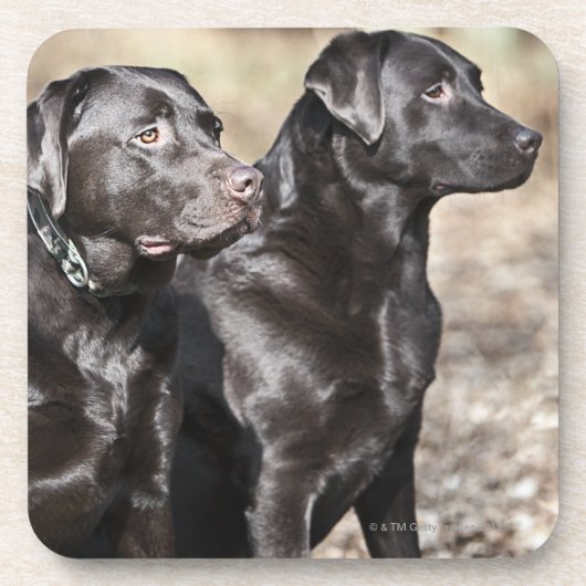 Twee zwarte labradors onderzetter (Voorkant)