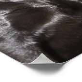 Twee zwarte labradors poster (Hoek)