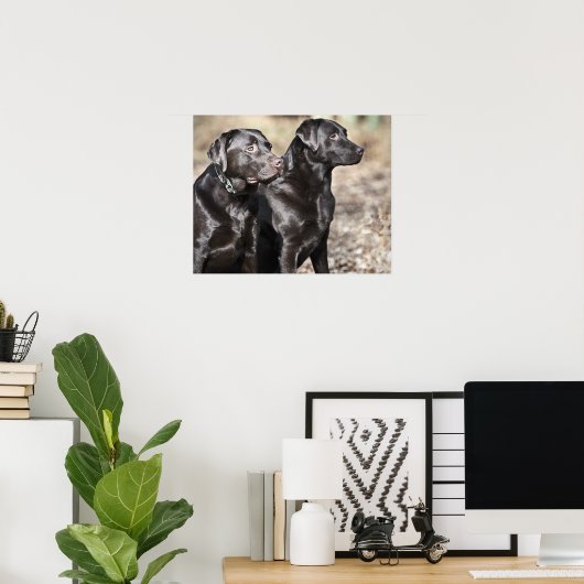 Twee zwarte labradors poster (Thuiskantoor)