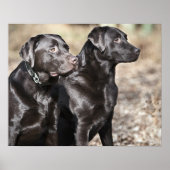 Twee zwarte labradors poster (Voorkant)