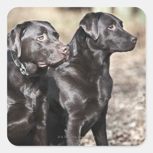 Twee zwarte labradors vierkante sticker (Voorkant)