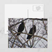 Twee zwarte roeivogels in een boom briefkaart (Voorkant / Achterkant)