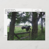 twee zwarte schoonheden briefkaart (Voorkant / Achterkant)