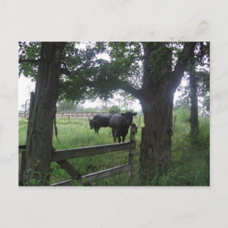 twee zwarte schoonheden briefkaart